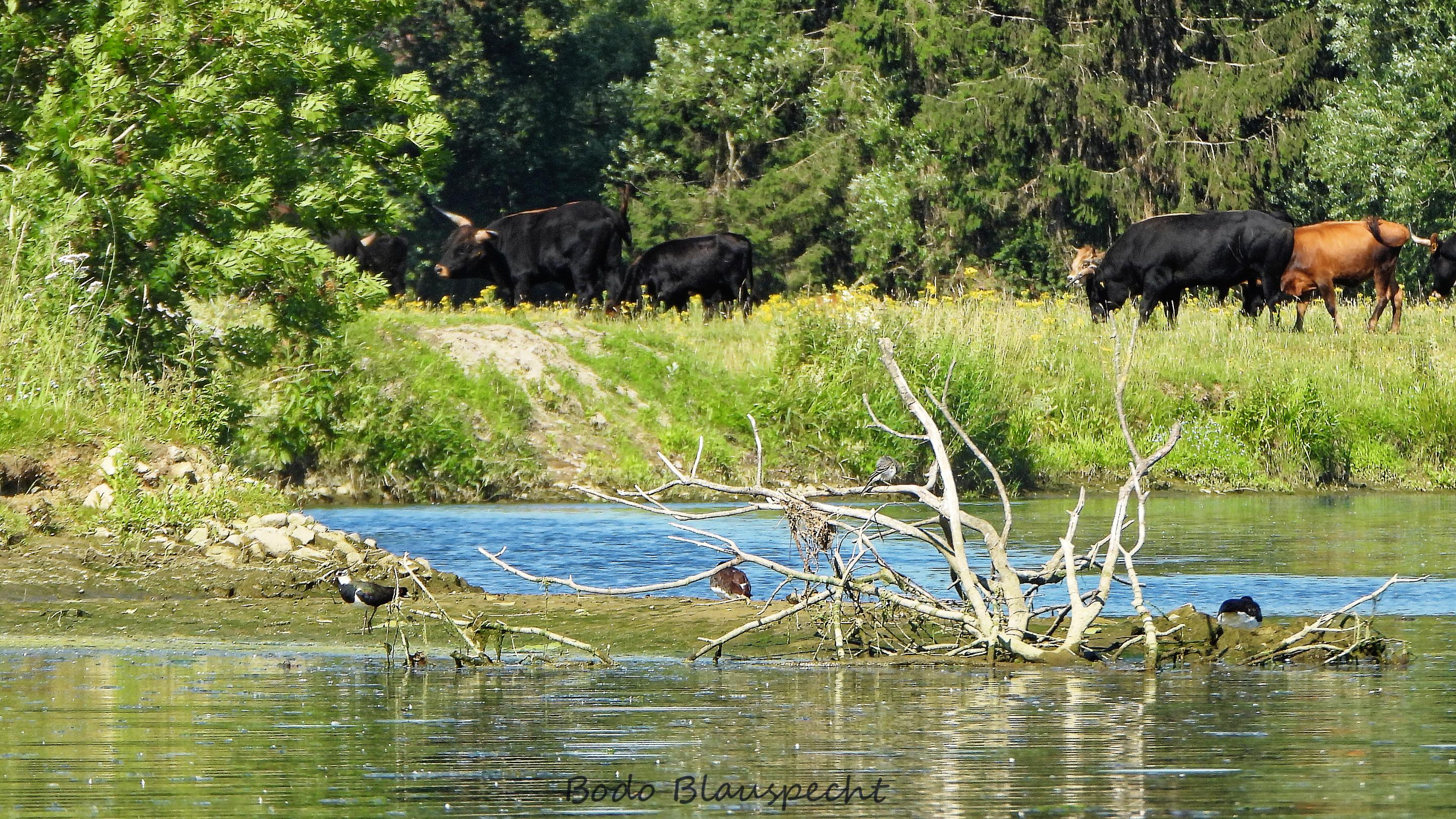 Landschaft   Tiere   Steveraue   2020.06.25 10.03 45 HQ